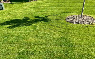 Photo of Rosalind B.'s yard after getting lawn care in Cottage Grove, MN