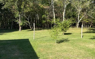 Photo of Deborah O.'s yard after getting lawn care in Greenbrier, TN
