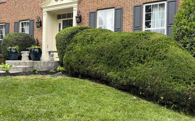 Photo of Flora F.'s yard after getting lawn care in Clinton, MD