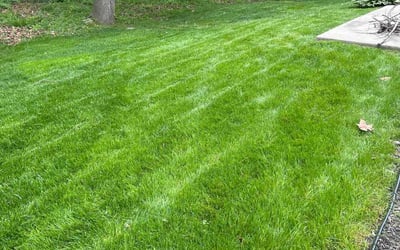 Photo of Keria A.'s yard after getting lawn care in Katy, TX
