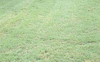 Photo of Julia L.'s yard after getting lawn care in Englewood, NJ