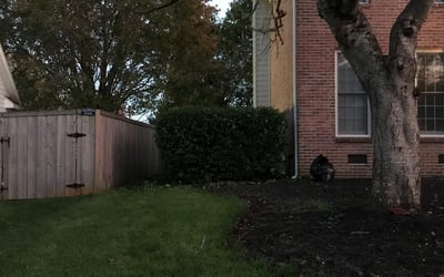 Photo of Malachi B.'s yard after getting tree care in Montgomery Village, MD