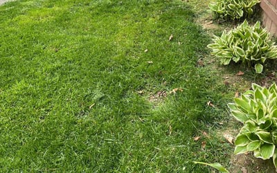 Photo of Jeanne H.'s yard after getting lawn care in Burke, VA