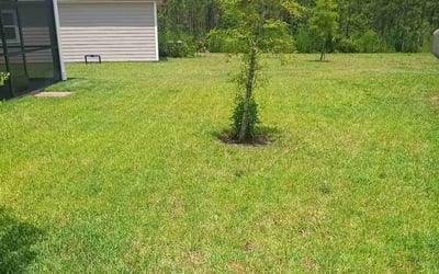 Photo of Jacob C.'s yard after getting lawn care in Greenville, TX