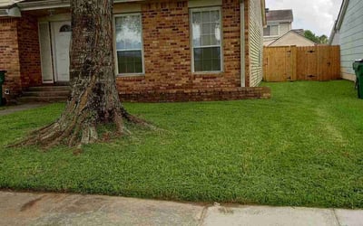 Photo of Alita T.'s yard after getting lawn care in Harvey, LA
