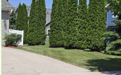 Photo of Felisa J.'s yard after getting lawn care in Superior, WI
