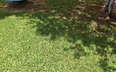 Photo of Burneice S.'s yard after getting lawn care in Roanoke, TX