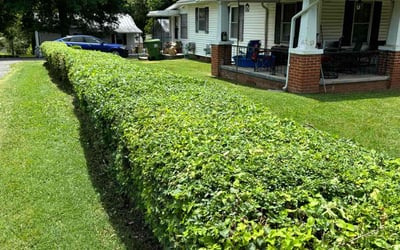 Photo of Keith A.'s yard after getting lawn care in Maryville, TN