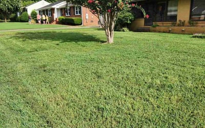 Photo of Dammeon R.'s yard after getting lawn care in Converse, TX