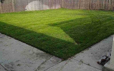 Photo of Jennifer M.'s yard after getting lawn care in Reedley, CA