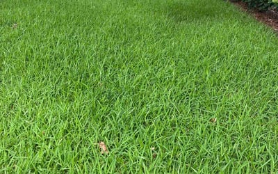 Photo of Terry F.'s yard after getting lawn care in Merritt Island, FL