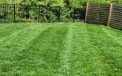 Photo of Haleigh C.'s yard after getting lawn care in Loudon, TN