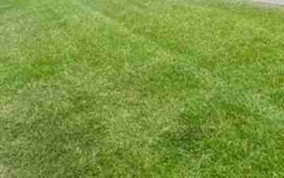 Photo of Bryan T.'s yard after getting lawn care in Daphne, AL