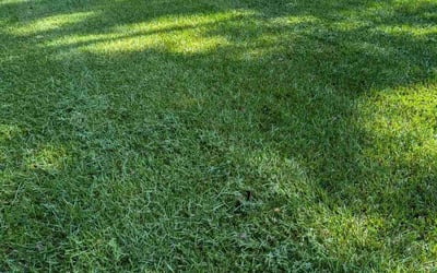 Photo of Joshua C.'s yard after getting lawn care in Fort Mill, SC