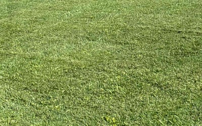 Photo of Pat H.'s yard after getting lawn care in Tacoma, WA
