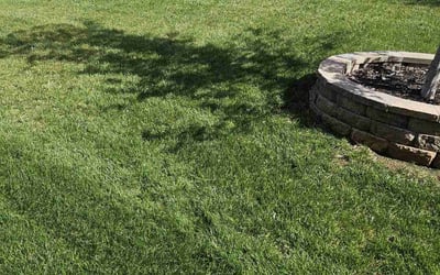 Photo of Connie P.'s yard after getting lawn care in Clyde, NC