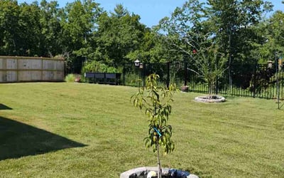 Photo of Jason B.'s yard after getting lawn care in Easley, SC