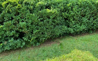 Photo of Justin P.'s yard after getting tree care in Kalispell, MT