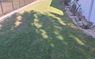 Photo of Alicia g.'s yard after getting lawn care in Camarillo, CA