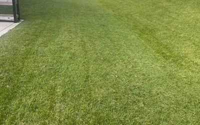 Photo of Madhu C.'s yard after getting lawn care in Santa Ana, CA
