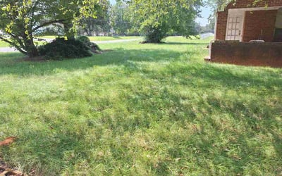Photo of Michele S.'s yard after getting lawn care in Calumet City, IL