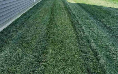 Photo of Stephen K.'s yard after getting lawn care in Selbyville, DE