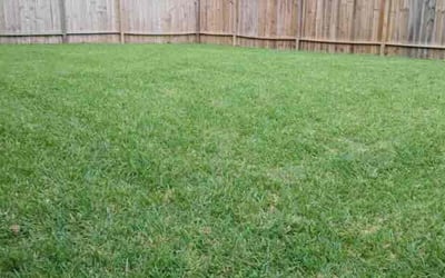Photo of Rebecca V.'s yard after getting lawn care in Clovis, CA