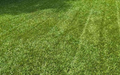 Photo of Donovan H.'s yard after getting lawn care in Clarksville, TN
