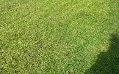 Photo of Nathan S.'s yard after getting lawn care in Four Oaks, NC