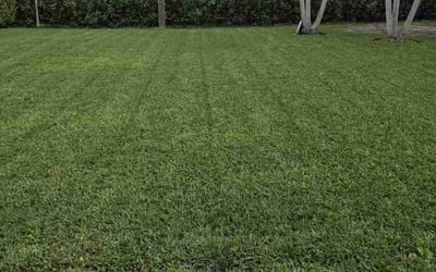 Photo of Nicole B.'s yard after getting lawn care in Miami, FL