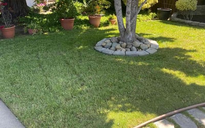 Photo of Michael P.'s yard after getting lawn care in Antelope, CA
