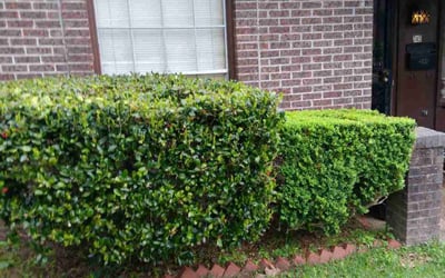 Photo of Mike D.'s yard after getting lawn care in Sun City West, AZ