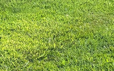 Photo of Don F.'s yard after getting lawn care in Catonsville, MD