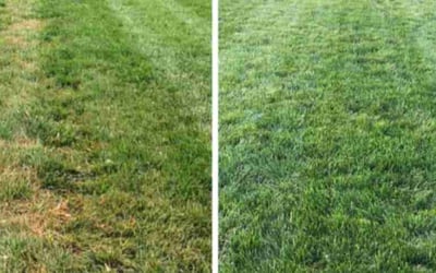 Photo of Andre M.'s yard after getting lawn care in Vero Beach, FL