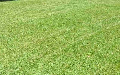 Photo of Laura A.'s yard after getting lawn care in Seabrook, TX