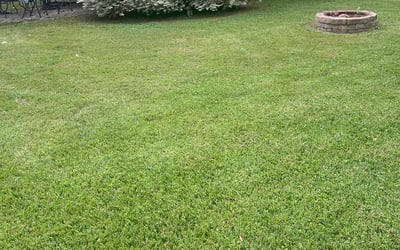 Photo of Kamal J.'s yard after getting lawn care in Manteca, CA