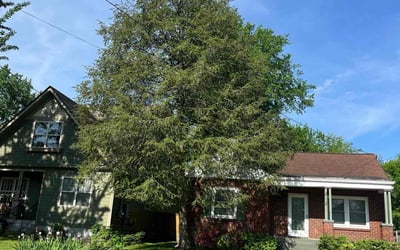 Photo of Stephanie C.'s yard after getting lawn care in Hermitage, TN