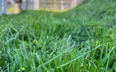 Photo of Shirley W.'s yard after getting lawn care in Centerville, OH