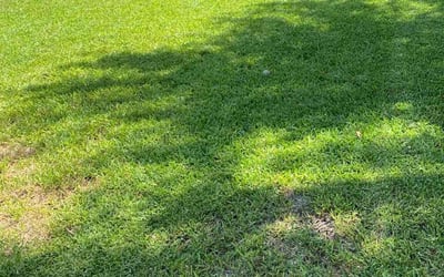 Photo of Maegan R.'s yard after getting lawn care in Smithville, TX