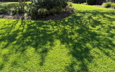 Photo of April S.'s yard after getting lawn care in Dallas, GA
