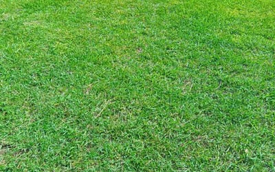 Photo of Wendi P.'s yard after getting lawn care in Corpus Christi, TX