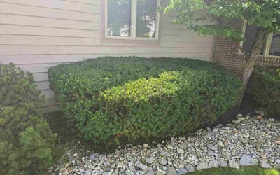 Photo of Missie W.'s yard after getting lawn care in Cleveland Heights, OH