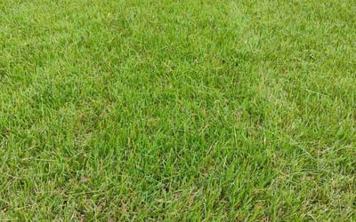 Photo of Markita D.'s yard after getting lawn care in Temple Hills, MD