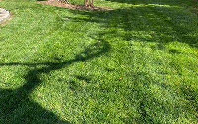 Photo of Kassandra D.'s yard after getting lawn care in Clyde, NC