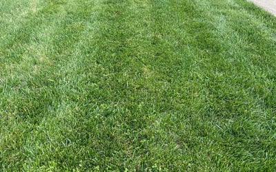 Photo of Mary G.'s yard after getting lawn care in Farragut, TN