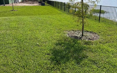 Photo of Jennifer M.'s yard after getting lawn care in Atlantic Beach, FL