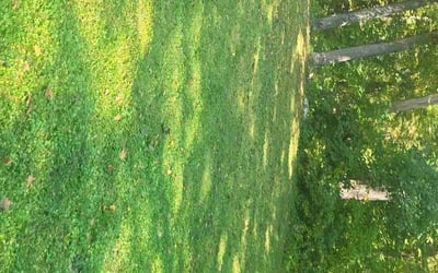 Photo of Laurie C.'s yard after getting lawn care in Southbury, CT