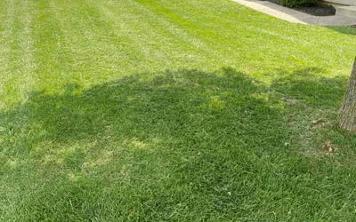 Photo of Marce N.'s yard after getting lawn care in Brownsburg, IN