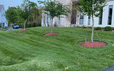 Photo of Shirley T.'s yard after getting lawn care in Great Falls, VA