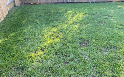 Photo of Rich J.'s yard after getting lawn care in Willis, TX